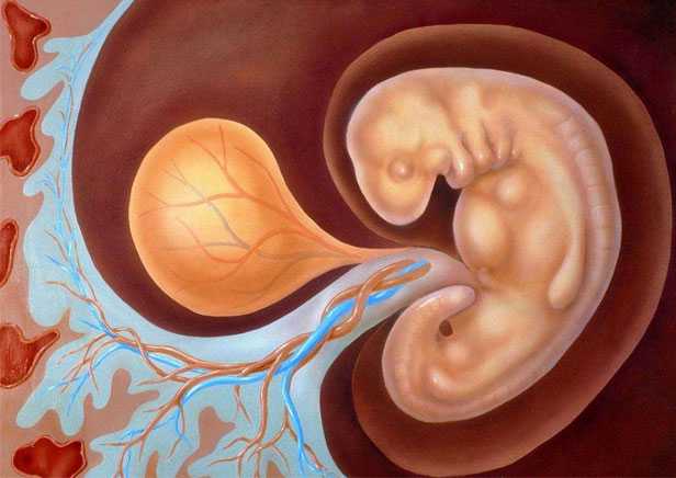 一对拉拉生了两个宝宝：什么是可移植胚胎？
