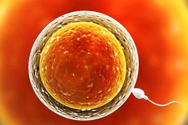 a卵b怀基因：正常精子形态低可以治疗吗？正常精子形态多少正常