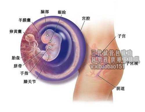 北京什么地方供卵靠谱_干细胞模型再现人类胚胎早期发育
