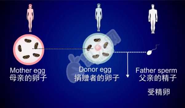 a卵b怀的条件，【桂林181医院有供卵不】我的发动征兆竟然是腰酸背痛（上）
